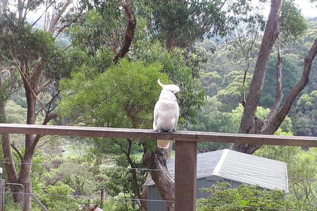 Katoomba Falls Cottage Esterno foto